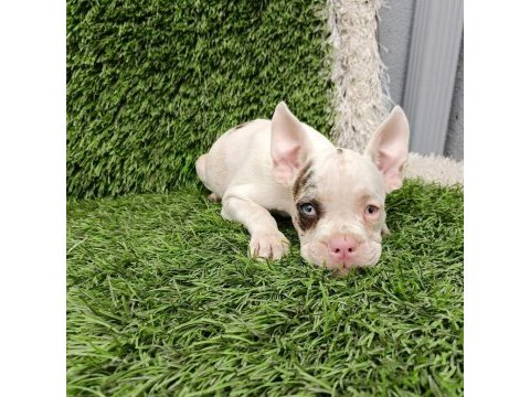 French bulldog harika güzellikler