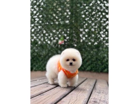 Sağlık ve ırk garantili pomeranian