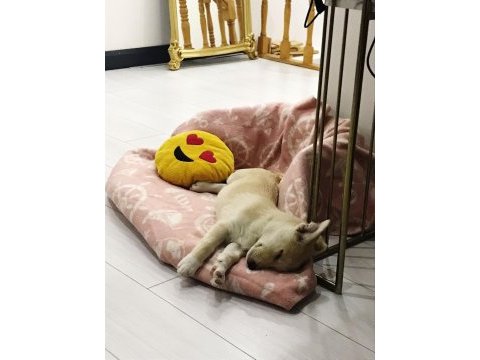 Yurt dışına çıkacağımız için sdney'e yuva arıyoruz