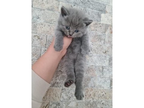 British shorthair ve longhair bebekler