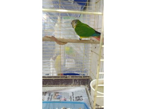 Sultan papağanı 8 aylık