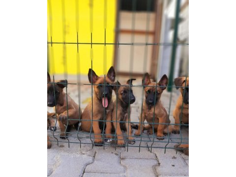 Muhteşem kan hattı malinois yavrular
