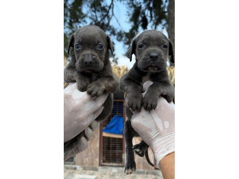 Cane corso yavrularımız