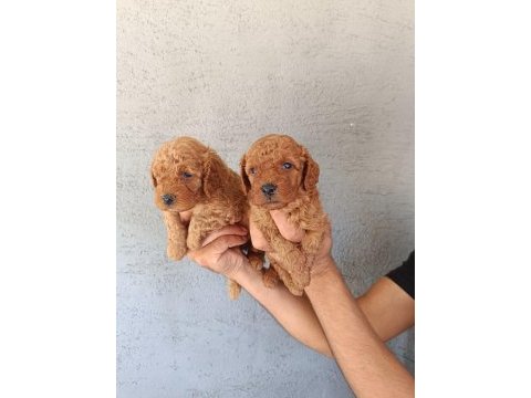 Red poodle yavrular