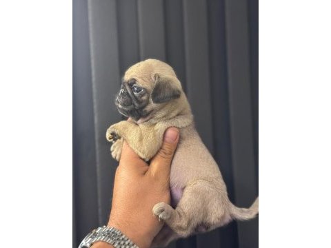 Irk ve sağlık garantili pug mops bebekler