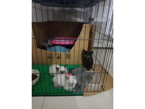 Blue point scottish fold yavrularımız eğitimleri tam
