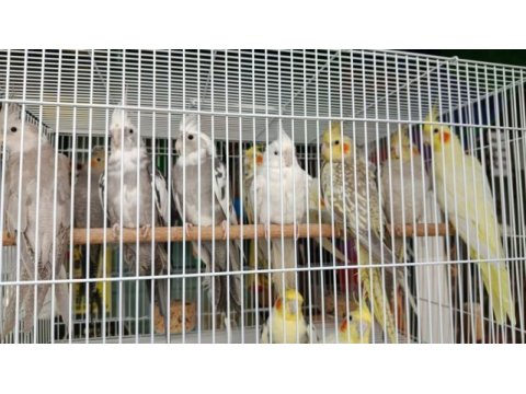 Sultan papağanları bebek yavrular