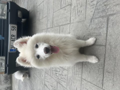 Avcılar'da satılık iki sevimli erkek samoyed köpeği