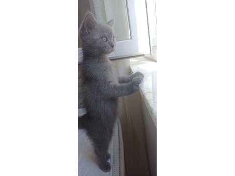 50 günlük british shorthair