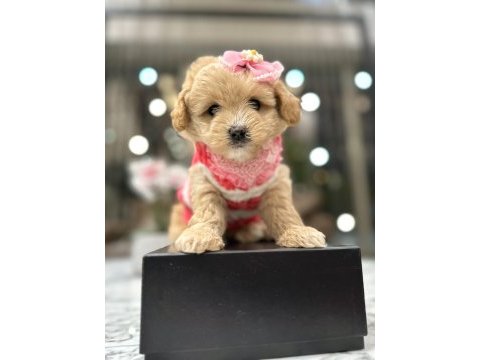 Maltipoo bebeğim sila
