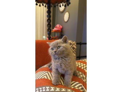 British shorthair kedimize yuva arıyoruz