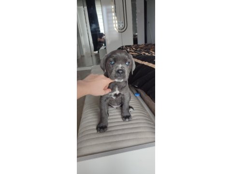 Eğitimli blue corso dişi yavru
