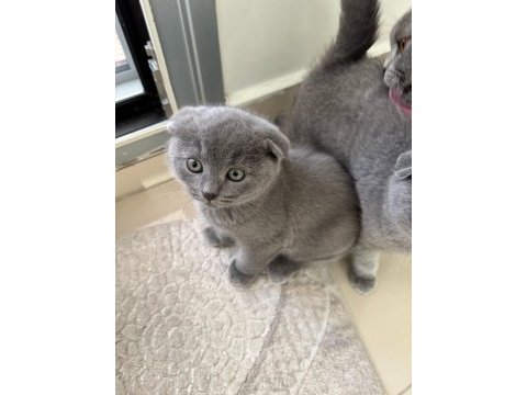 Scottish fold ve british gri yavrular
