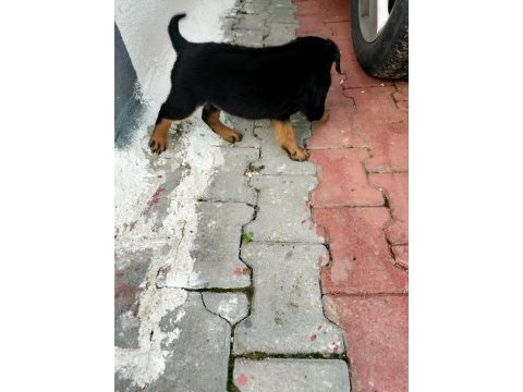 3 aylık safkan rottweiler yavru acil
