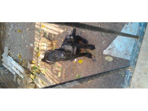 Siyah jet black yavru malinois