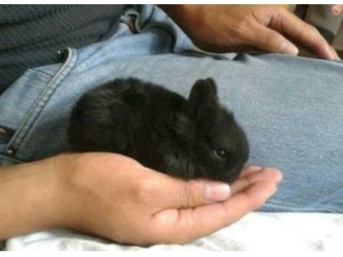Renkli lop ve cüce tavşan yavrusu
