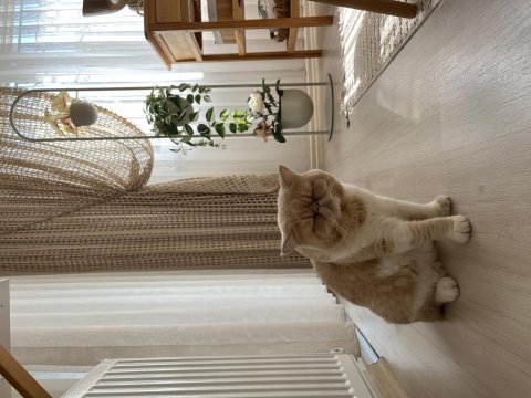 Sakin uysal bir exotic shorthair kedidir