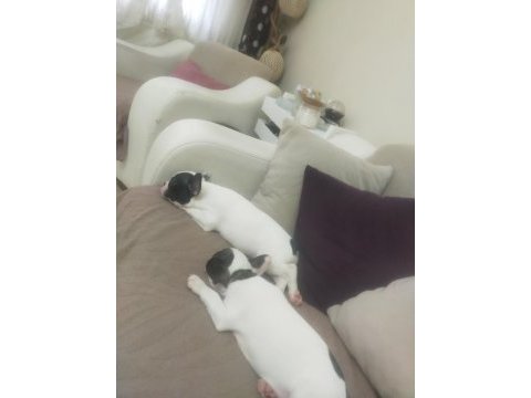 Son kalite french bulldog yavrular