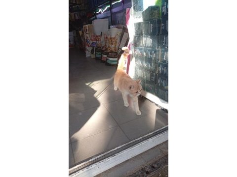 Bebek kedilerimizi ve annemizi sahiplenmek isteyen