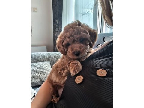 Tarçın 1 yaşında erkek poodle
