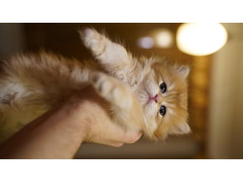 Golden british longhair yavrular