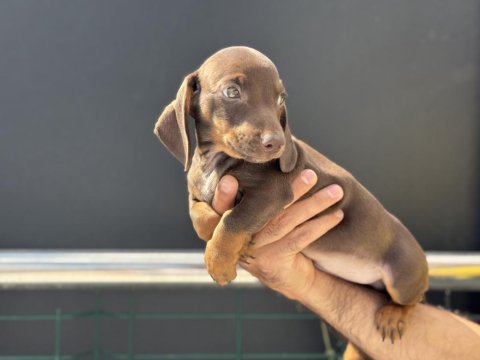 Petmode köpek çiftliğinden dacshund yavrumuz