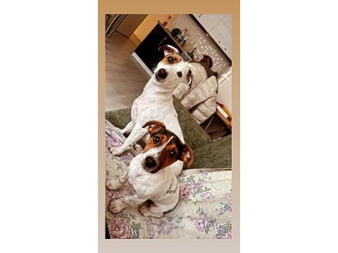 4.5 aylık jack russell lucy kızım için yuva arıyoruz