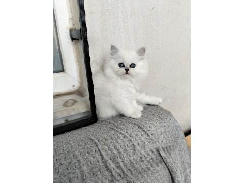 Pamuk prenses british longhair kedimiz
