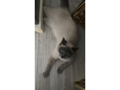 Dişi uysal kedimiz sahiplendirilecek çok uysal