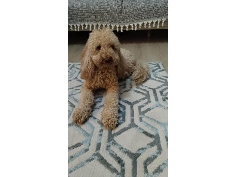 2,5 yaşında orjinal toy poodle