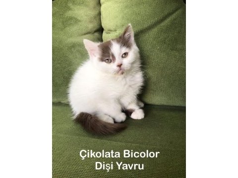 Çikolata bicolor harlequin dişi british shorthair yavru