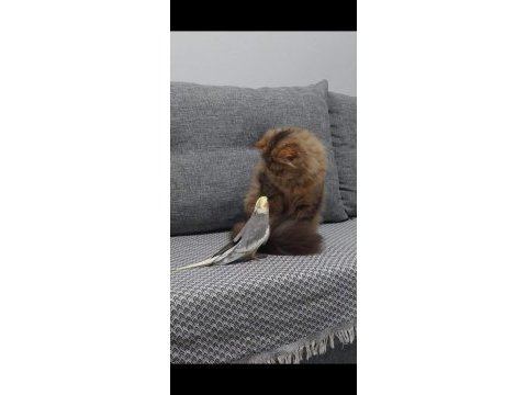 Ücretsiz erkek kedimiz
