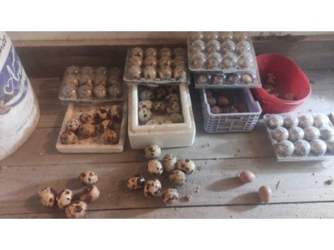 Bıldırcın yumurtası