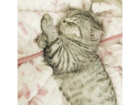British shorthair oğlumla bir dişiyi takas etmek istiyorum