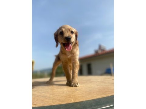 İngiliz cocker erkek