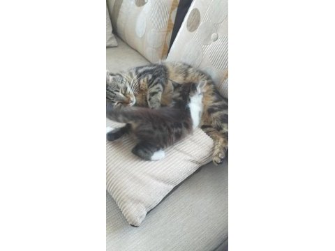 Ücretsiz yavru tekir cinsi kedim