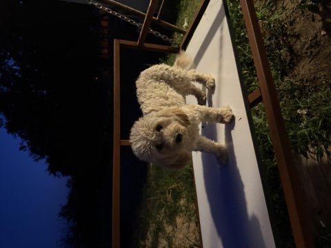 Köpeğimiz çikoya yeni yuva