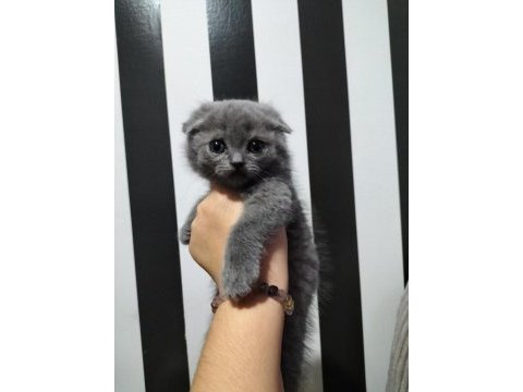 Scottish fold blue point ve gri yavrular