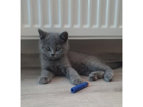 British shorthair yavru