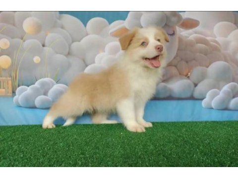 Birbirinden güzel border collie yavrular