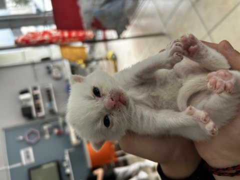 Yavru scottish fold sahiplendirme