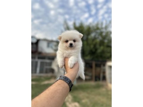 Pomeranian yavrularımız