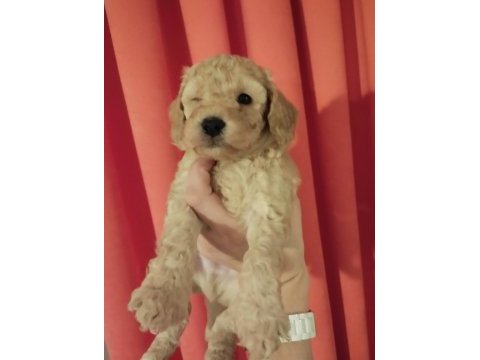 Orjinal toy poodle yavrularımız yeni yuvalarını arıyor