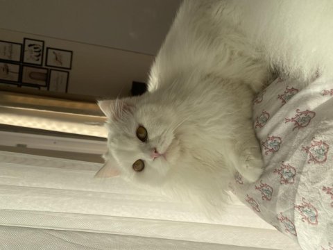 Chinchilla safkan erkek 1 yaşında