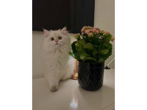 British longhair dişi kedimiz 9 aylık