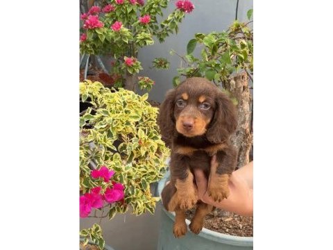 Chocolate and tan long hair dacshund bebeklerimiz