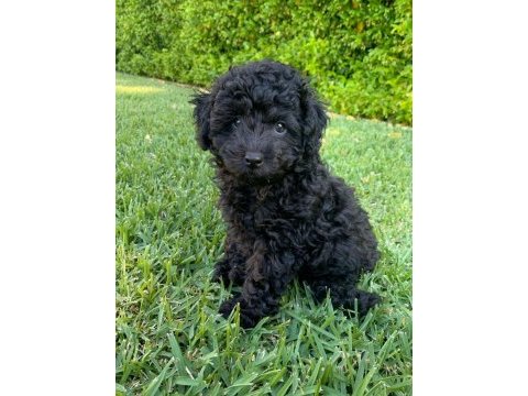Sevimliliğiyle büyüleyen siyah toy poodle