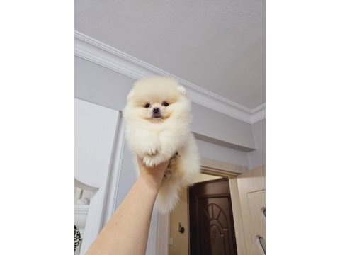 Pomeranian boo yavrular
