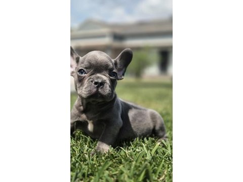 Blue french bulldog yavruları 