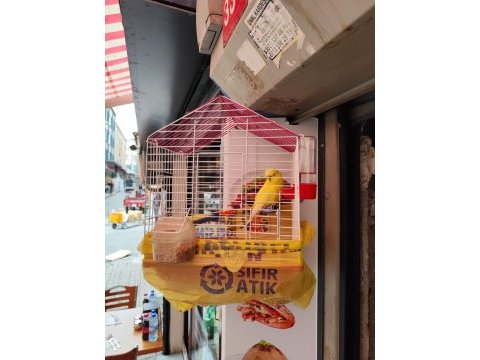 Erkek jumbo muhabbet kuşu çemberlitaş tramvayda